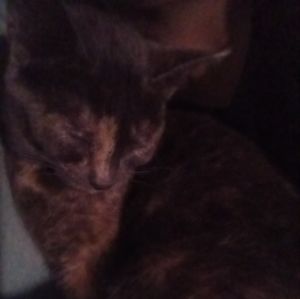 Meet your Posher, Kai